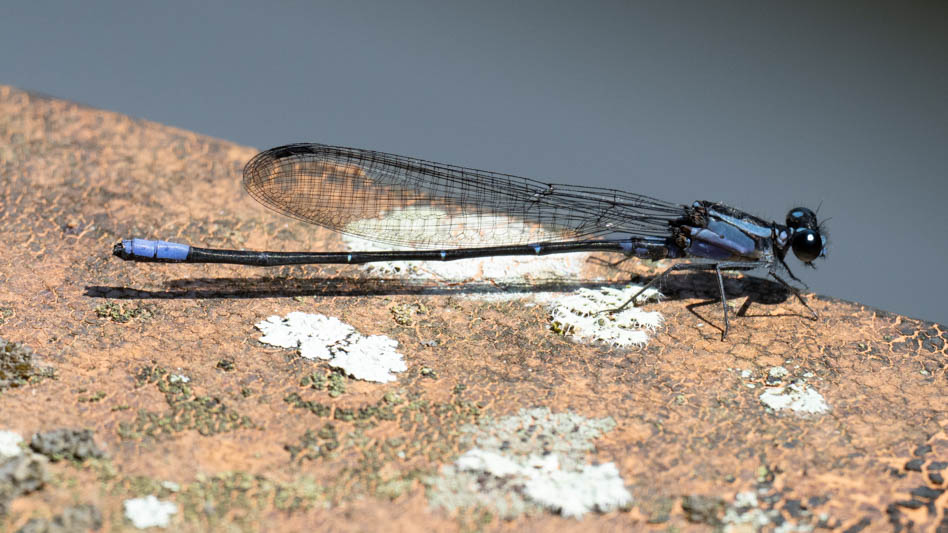 Argia ulmeca (Olmec Dancer) male.jpg